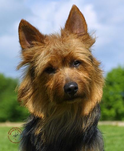 Australian Terrier 9R044D-24.JPG